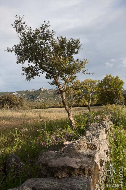 Late afternoon in Corsica