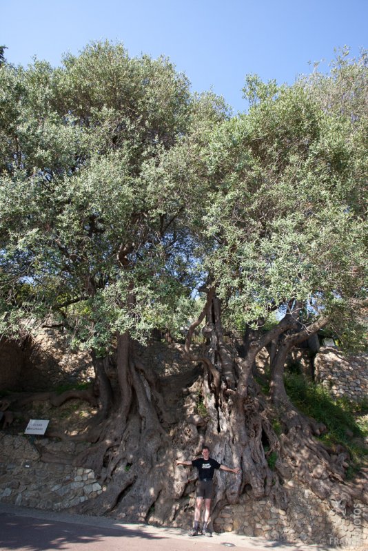 Oldest know olive tree