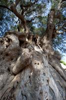 Olive tree details