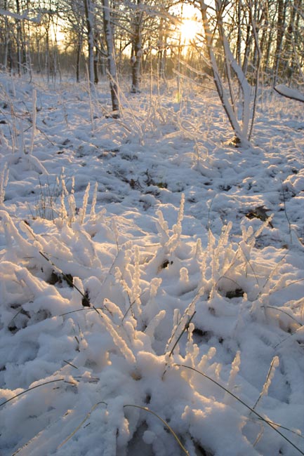 Evening light - frozen reeds