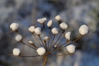 Ye ole cotton fields