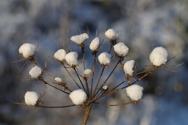 Ye ole cotton fields