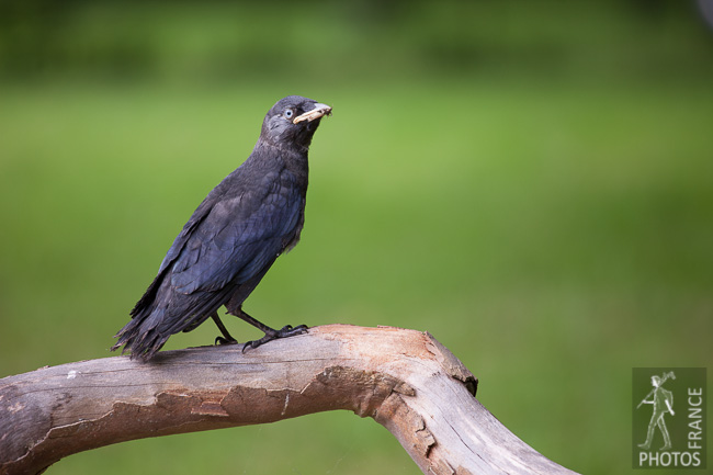 Young jackdaw