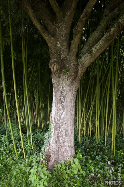 Bamboo forest