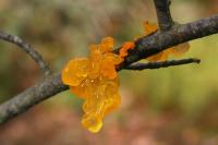 Jelly mushroom