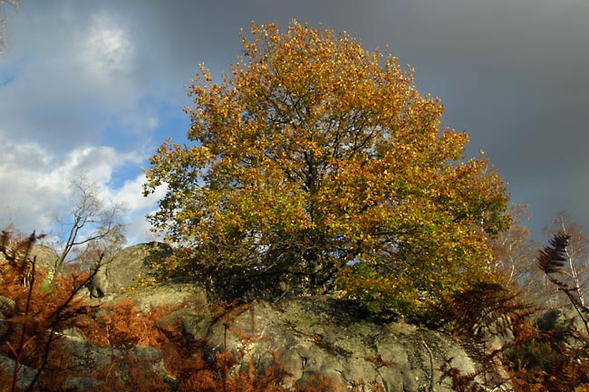 Oak tree in the wind