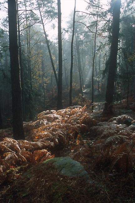 Misty forest