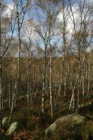 Birch forest