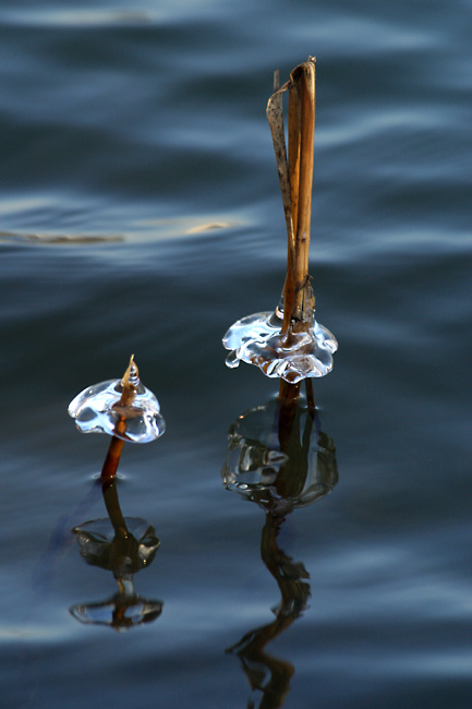 Brothers in ice