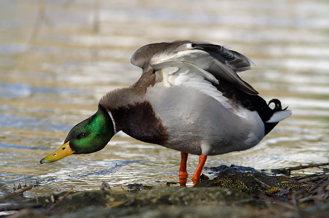 Stretching mallard