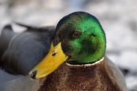 Mallard portrait