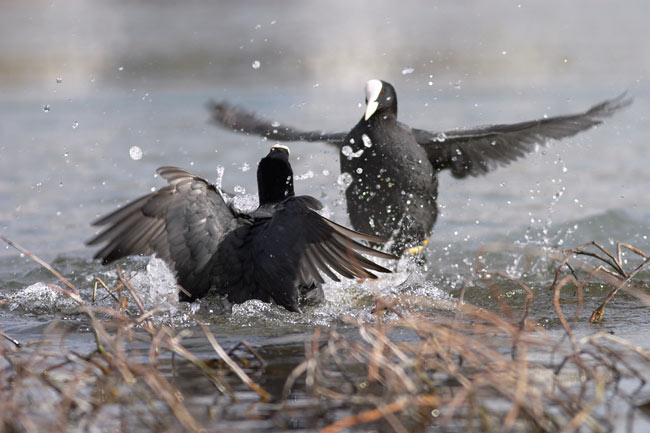 European coots fighting