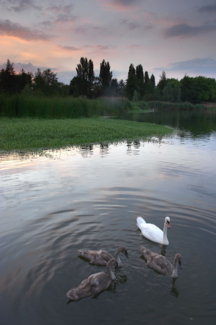 White swan family in the evening light