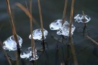 Icicle family