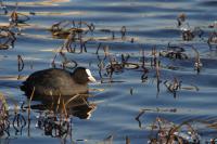 Coot in cold water