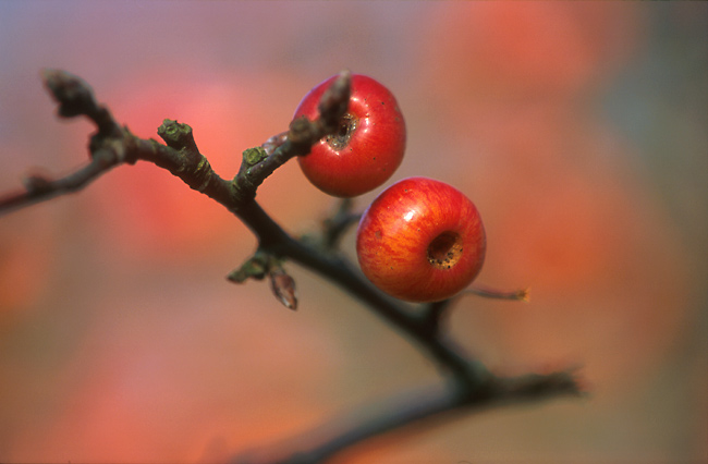 Tiny apples