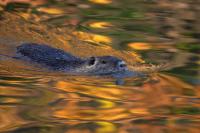 Swimming muskrat