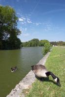 Canadian immigrates in the Rambouillet park