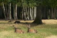 Red brocket deer at rest