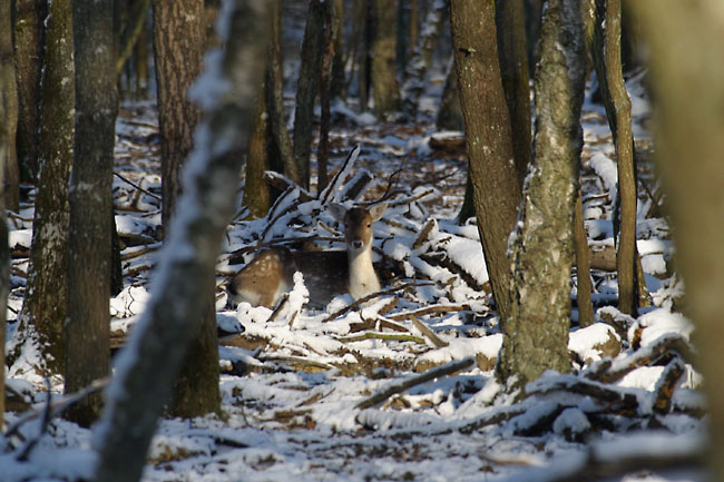 Deer resting in the snow