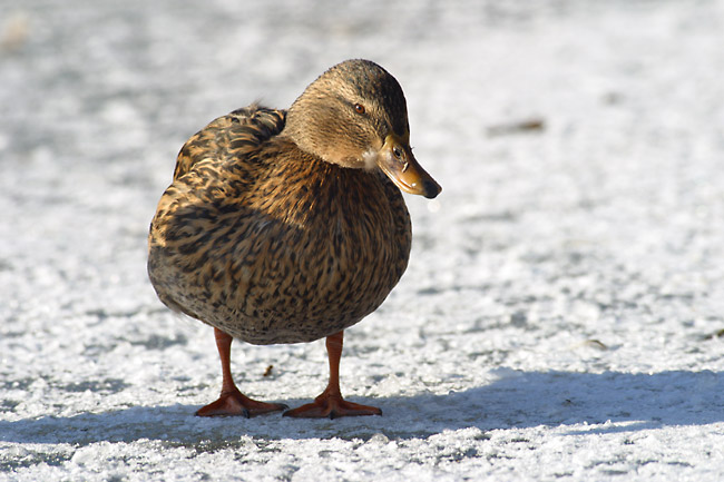 Mallard hen on ice