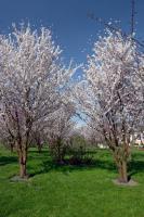 Orchard in bloom in the castle of Breteuil gardens