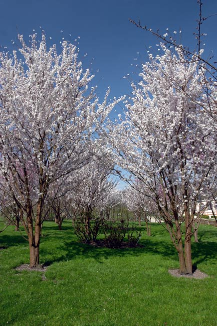 Orchard in bloom in the castle of Breteuil gardens
