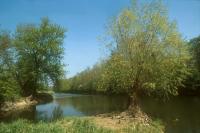 Willow tree on the Loing river