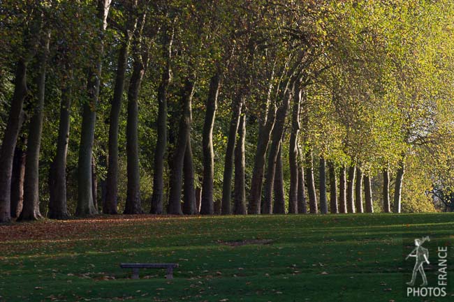 Fall treeline