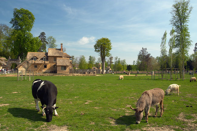 Cattle in the queen's hamlet