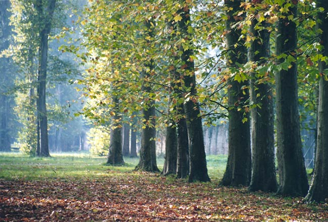 Tree line in the Versailles park