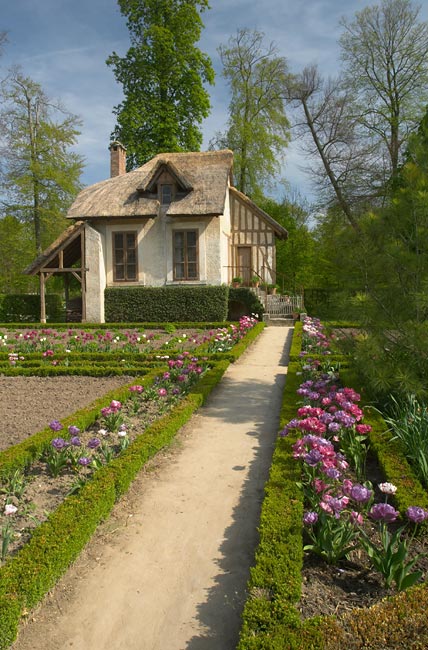 Pink tulips in a cottage garden