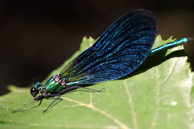 calopteryx_de_pres