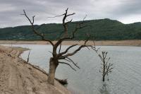 Dead trees near an empty dam lake