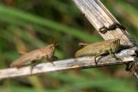Disabled locust