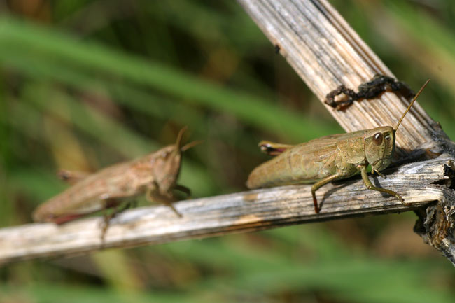 Disabled locust