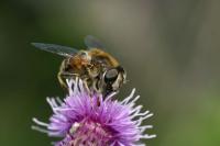 bumblebee at work