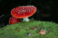 Fly Agaric family