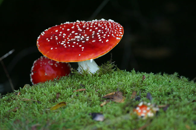 Fly Agaric family