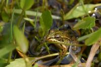 Hidden green frog