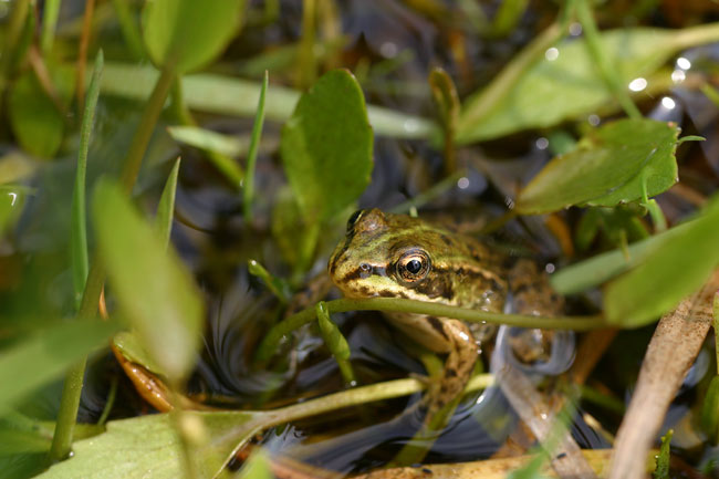 Hidden green frog