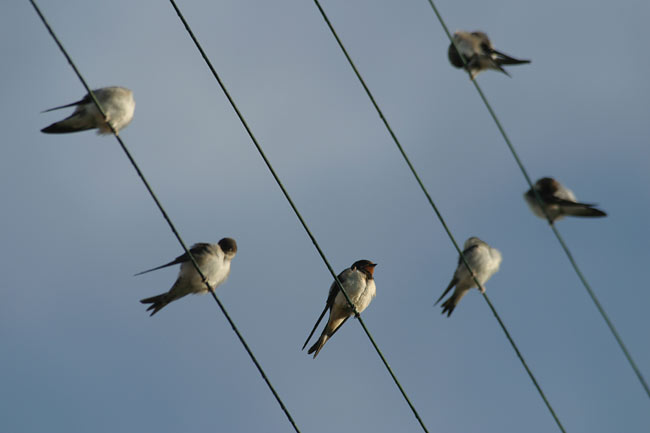 Birds on a wire