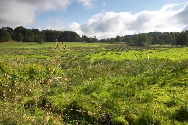 Green meadow