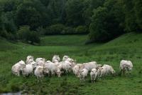 Hesitant charolais cows