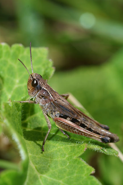 Posing locust