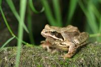 Quiet brown frog