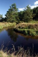 Peat bog river