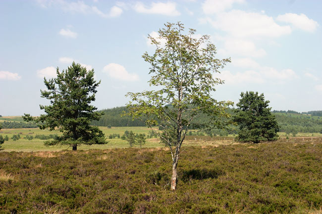 Tree trio at the tourbière du Longeyroux