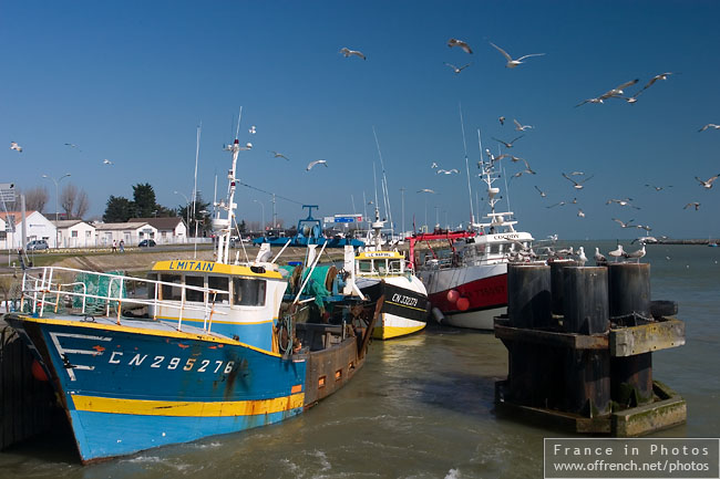 Mouettes bateaux de peche