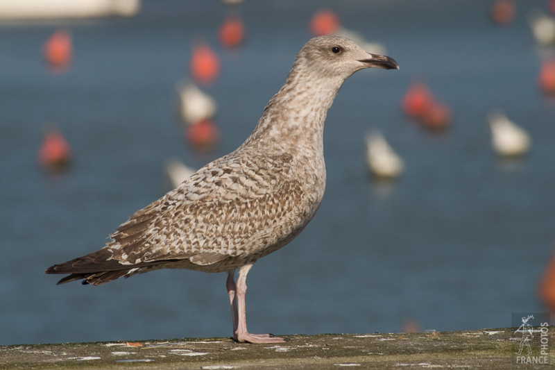 Juvenile herring gull